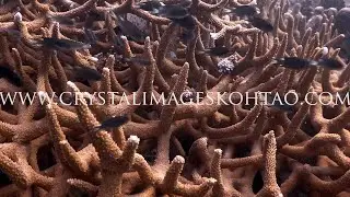 Stock Footage example in 4K #4k #stockfootage #underwater
