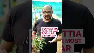 How To Make Poinsettia Leaves Turn Red?