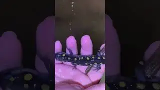 Amazing up close clips of frogs and salamanders #frog #nature #wildlife #toads #frogs #amphibian