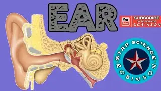 #EAR ANATOMY# IN STARSCIENCE ROBINSON