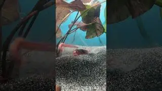 Ambush predator eat worm