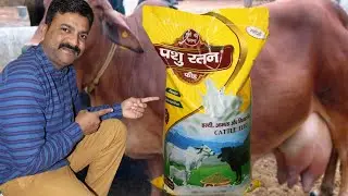 दूध बढ़ाने की स्पेशल पशु रतन फीड अब हरियाणा,पंजाब,यूपी,राजस्थान, गुजरात और हिमाचल में भी उपलब्ध है