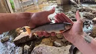 River Fishing Southern Wisconsin Part 2: Trout Tips