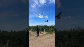 Hunting with Falcons on a Blueberry Farm Abatement 2024 #nature #falconry #wilderness #earthscience