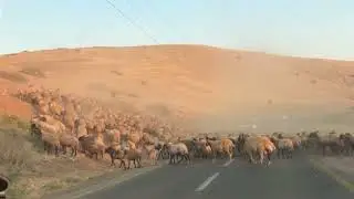 A shepherd with sheep crosses the Jordan Valley near Jerusalem, the capital of Israel כביש הבקעה צאן