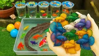🐟🐢 Wow Amazing Catch Beautiful Aquarium Fish In Small Pond Baby Turtle, Eel. Koi Fish, Betta Fish. 3