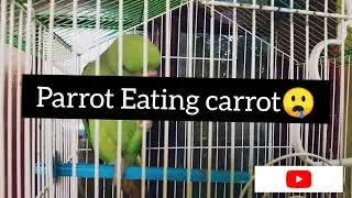 Parrot eating carrot /Indian ring neck parrot