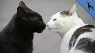 How Do Cats Communicate?