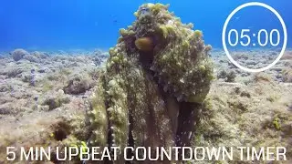 5 Minute Countdown With Upbeat Music - ⏲ Octopus 🐙- 5 minute pack up timer, uplifting music