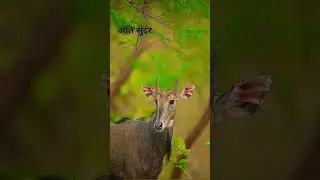 अतिसुंदर 😊🥰❤️🤗#fantasy #animals #animation #animal #trending #viralvideo #viralshort# #trendingreels