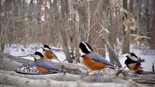 A Windy Winter Afternoon at the Feeder | Cold Despite Sunshine 1 5°C : 34 7°F