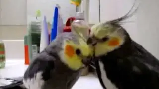 Preen Me!