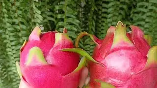 Maria Rosa e Delight 🤠🐉🌵❤️🙏 #dragonfruit #pitaya #colhendopitaya #betinimadeinroca #frutas