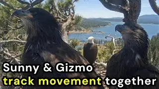 Sunny & Gizmo track movement together. 5/22/25 - Jackie & Shadow of Big Bear, CA