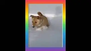 funny dog videos  #shorts #animalsworld  #dogs #wildlife #trending