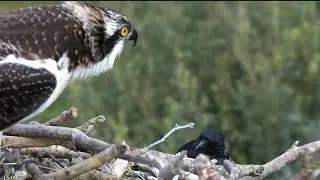 Osprey Nest Cam 2023 (Wales) Magpie Targets Osprey Fish