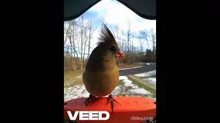 Northern Cardinal Compilation - Bird Buddy
