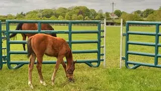 Creep feeding using a Duracorral Creep Pen
