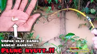 Mancing ikan lele di sungai sehabis hujan | lele liar | lele akar kalimantan #jp-122