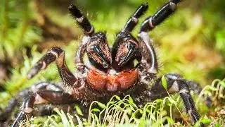 Large funnel-web spider in Booderee National Park