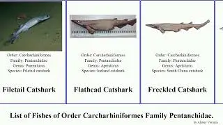 List of Fishes of Order Carcharhiniformes Family Pentanchidae. catshark sawtail canescens Spotted