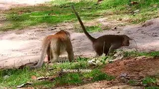 MOG Amazing Monkey meeting 1