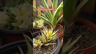 Top Succulent Houseplants to Brighten Your Space | Easy & Low Maintenance!