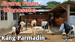 MURAH‼️STOK TERBARU KAMBING PEJANTAN DI JIVANA FARM WONOSOBO