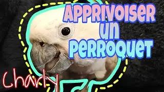 Comment apprivoiser un perroquet, CHARLY : cacato&egrave;s &agrave; huppe jaune PARTIE 1 !