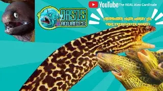 Рекомендуемая рыба Oasis Aquatics: тигровая мурена