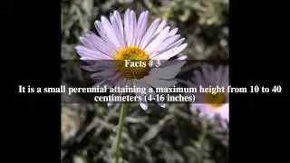 Erigeron argentatus Top # 5 Facts