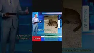 Chocolat&iacute;n busca trabajo