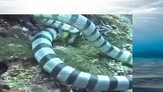 sea snake attack and eat moray eel like a noodles
