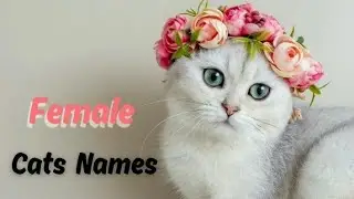 Female Cats Names ❤😍  #cat #cats #catnames #femalecat #femalecatnames #cute #pet #pets
