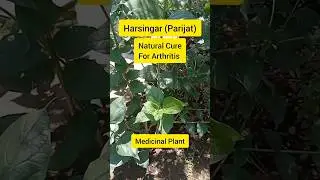 Cure Ur Joints Pain Naturally 🌱😇#nature #health #fitness #herbal #garden
