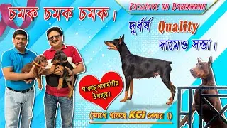 Biggest Dog Kennel in West Bengal। Doberman Puppies Available। Dog Market in Kolkata।