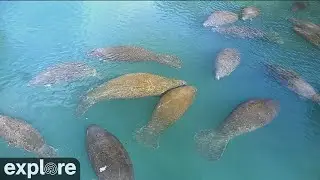 Homosassa Springs Above Water Manatees powered by EXPLORE.org