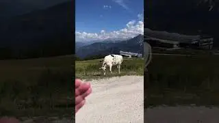 #k&uuml;he geben #milch und #kakao und mehr, klar!