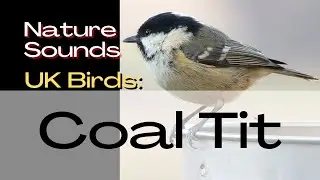 Coal Tit - UK Birds. Bird Song Identifier, Field Recording, Bird Song, Bird Call - Nature Sounds