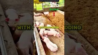 No Smell Pig Farm! Genius Organic Method Revealed! 🐷💡
