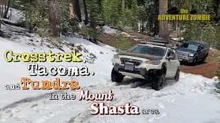 Crosstrek, Tacoma, and Tundra do some playing around on Mount Shasta forest roads
