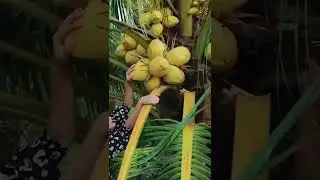 Harvesting Fire Coconut #280