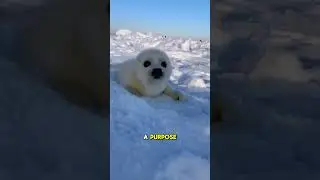 The Harp Seal with Charm and Personality #harpseal