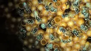 Quá trình Ong Dú Chúa đẻ trứng #OngDuDuyNguyen #MatOng #bee #stinglessbee