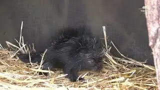 Baumstachler-Jungtier im Tierpark Berlin - Porcupine cub at Tierpark Berlin