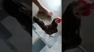 CUTE SIRAMA BREED #chicken #manok