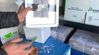How to Package LIVE FISH for Shipping in Winter.