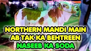 Naseeb Ka Soda at Northern Bypass Cow Mandi | Cattle Market Karachi