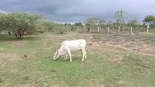 நாட்டு மாடுகள் எனக்கு கற்று கொடுத்த அனுபவம்