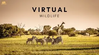 Virtual Wildlife - Wild Animals Scenes